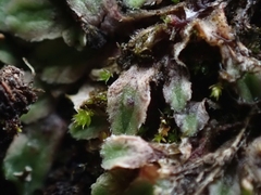Riccia beyrichiana
