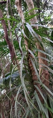 Freycinetia formosana