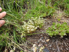 Sedum gracile