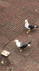 Larus fuscus