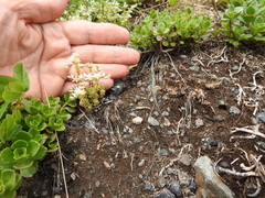 Sedum gracile