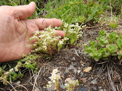 Sedum gracile