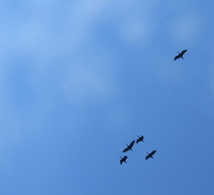 Plegadis falcinellus