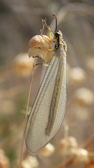 Myrmecaelurus trigrammus