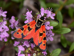 Zygaena hilaris
