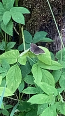 Aphantopus hyperantus
