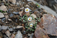 Erigeron denalii