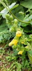 Salvia campanulata