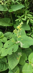 Salvia campanulata