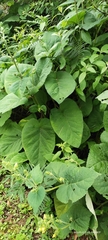 Salvia campanulata