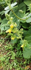 Salvia campanulata