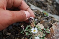 Erigeron denalii