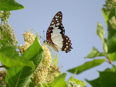 Graphium angolanus