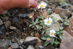 Erigeron denalii