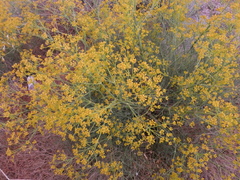 Cachrys libanotis