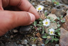 Erigeron denalii