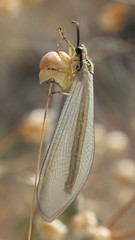 Myrmecaelurus trigrammus