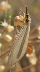 Myrmecaelurus trigrammus