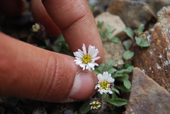 Erigeron denalii