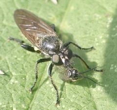 Choerades marginata