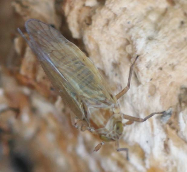 Metadelphax