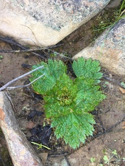 Arctopus echinatus