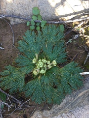 Arctopus echinatus