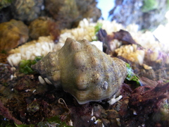 Stramonita haemastoma