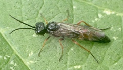 Allantus calceatus