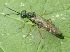 Allantus calceatus