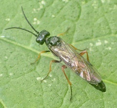 Allantus calceatus