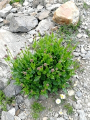 Valeriana alpestris