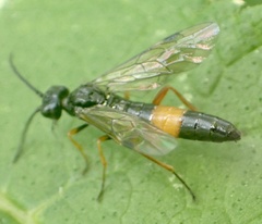 Allantus calceatus