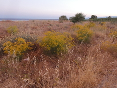 Cachrys libanotis