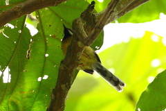 Apalis jacksoni