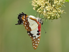 Graphium angolanus