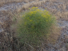 Cachrys libanotis