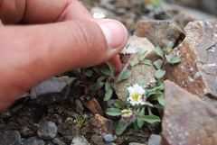 Erigeron denalii