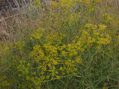 Cachrys libanotis