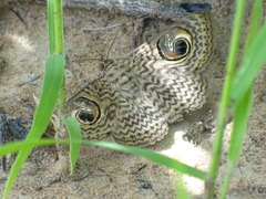 Calliodes pretiosissima