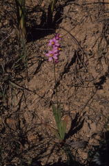 Ixia scillaris scillaris