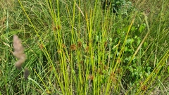 Juncus effusus