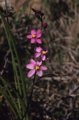 Ixia scillaris scillaris