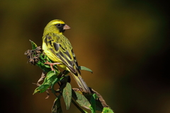 Crithagra citrinelloides