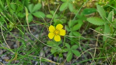 Potentilla reptans