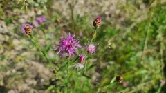 Centaurea jacea