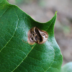 Ectoedemia platanella