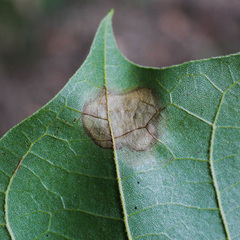 Ectoedemia platanella
