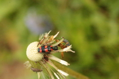Trichodes favarius