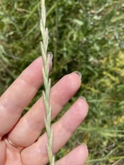 Thinopyrum intermedium barbulatum